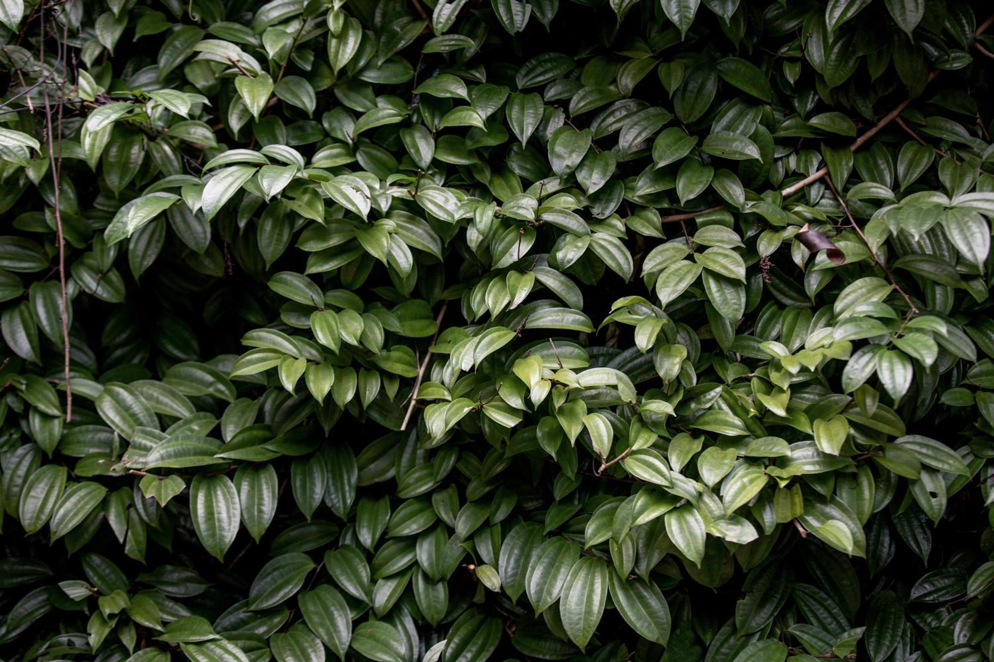 Greenwood Edge キャンディー エクステリア 写真